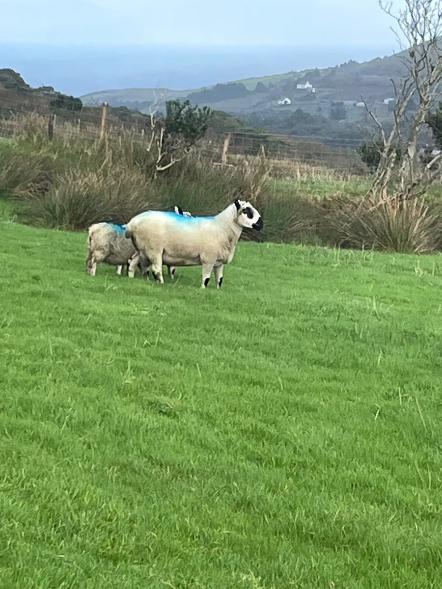 Kerry Hill ram - Image 1