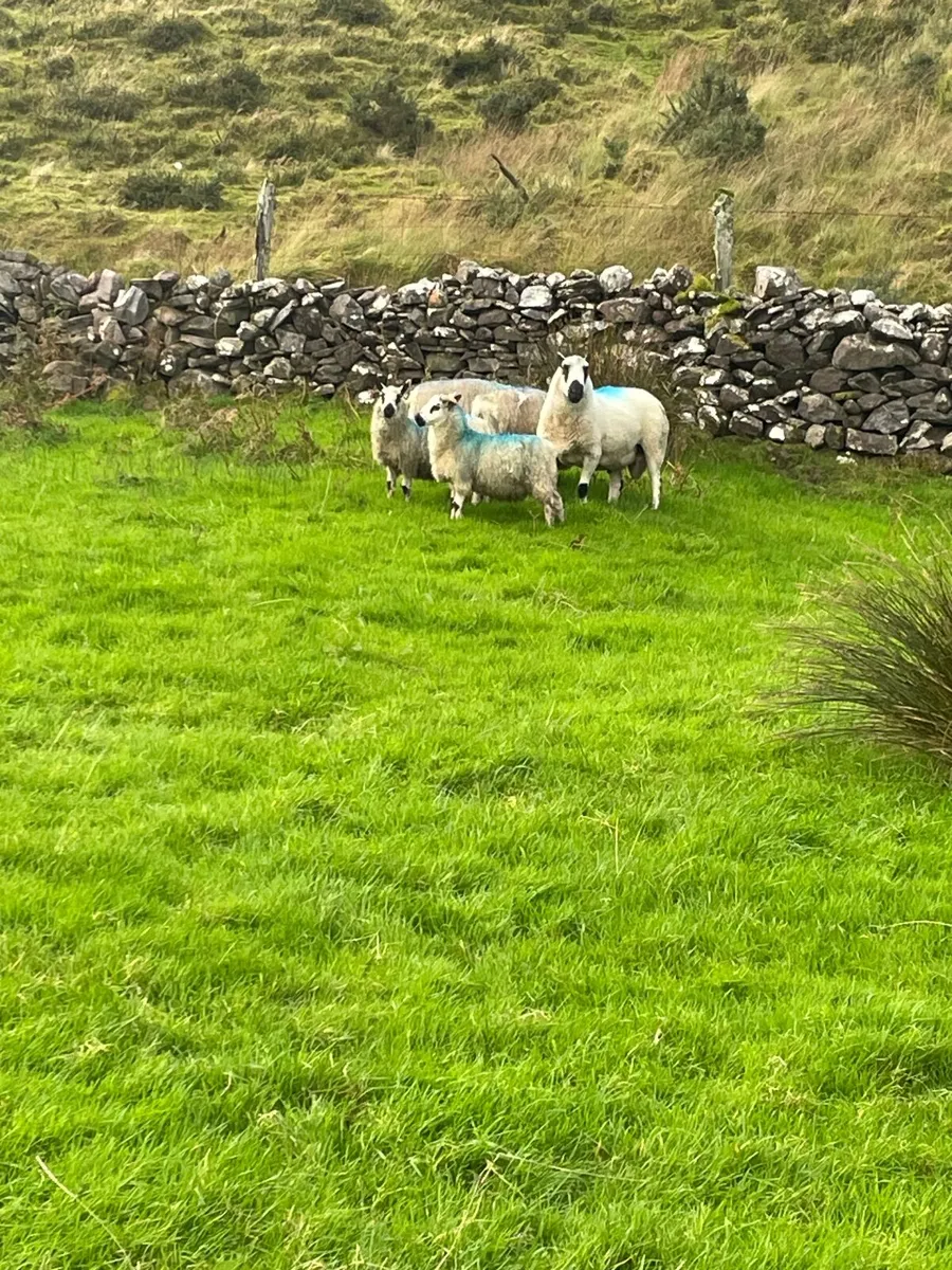 Kerry Hill ram - Image 2