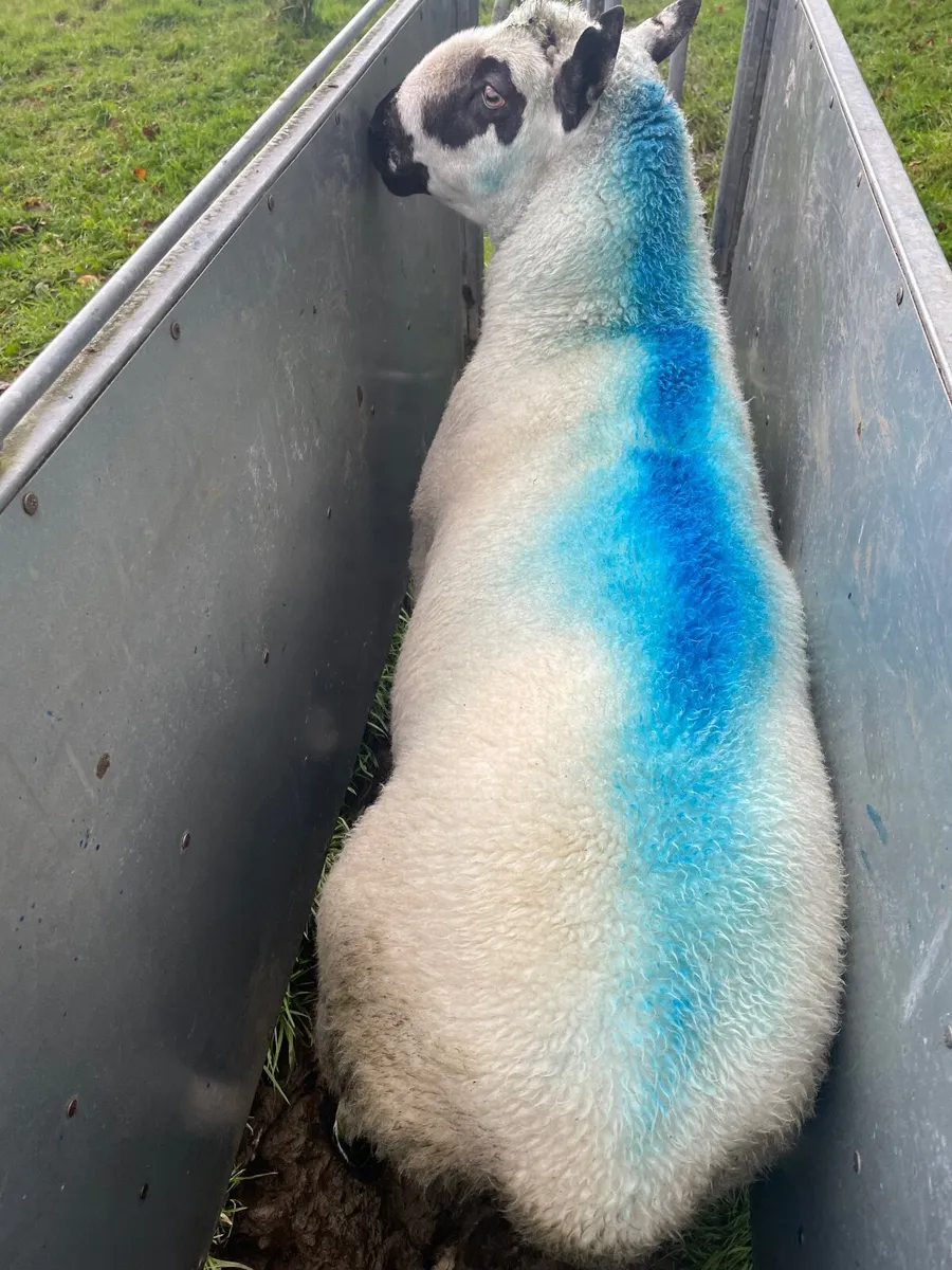 Kerry Hill ram - Image 3