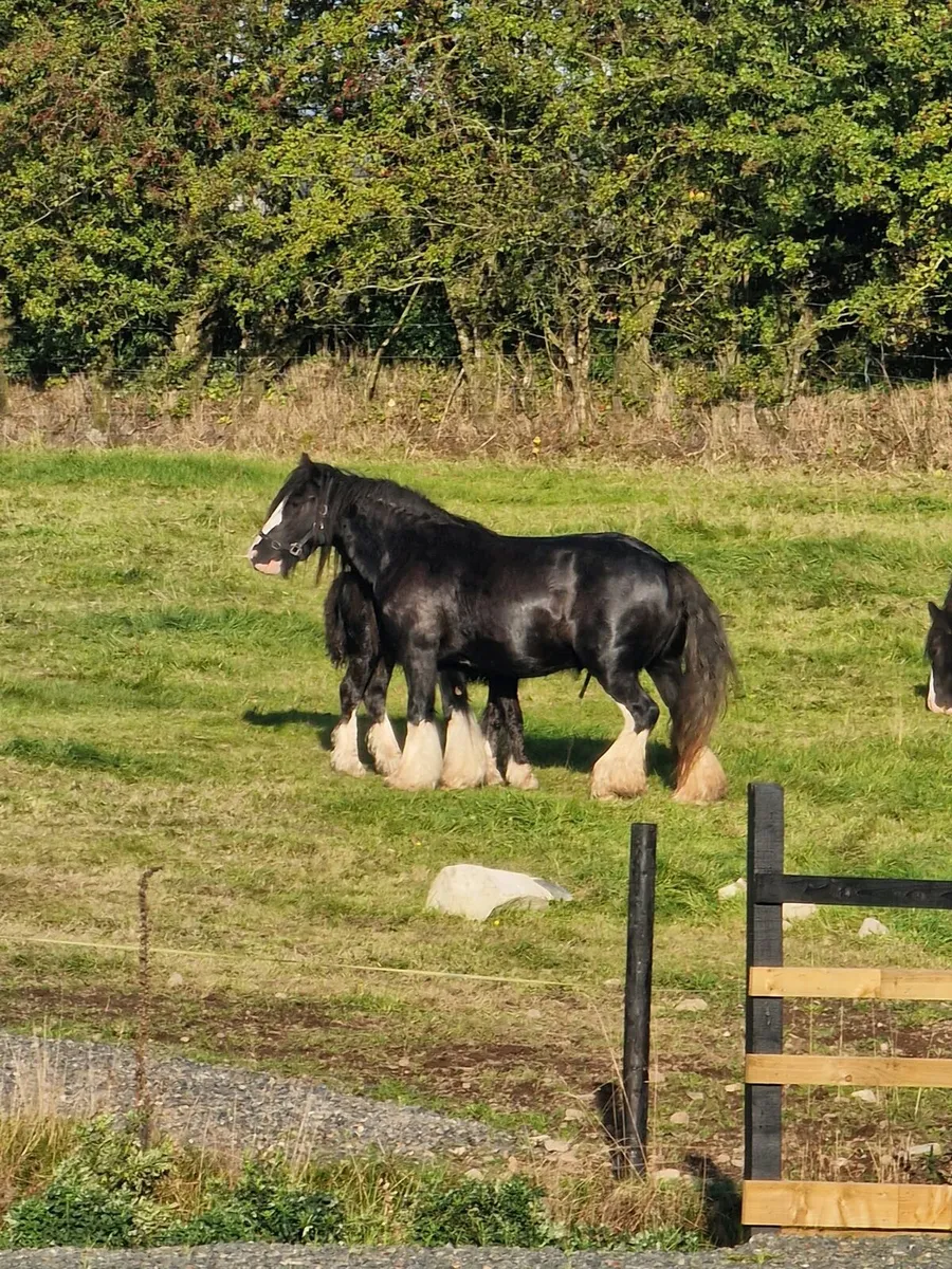 Heavy Cob Mare - Image 1