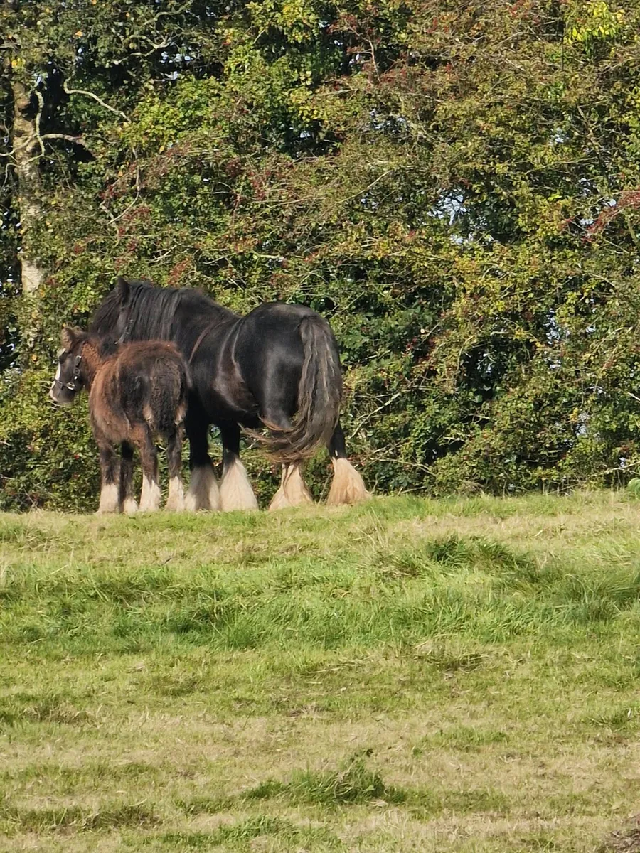 Heavy Cob Mare - Image 3