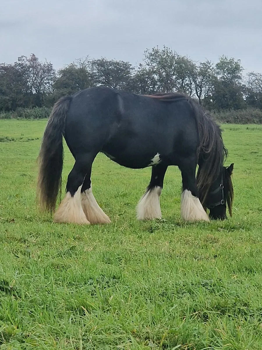 Heavy Cob Mare - Image 2