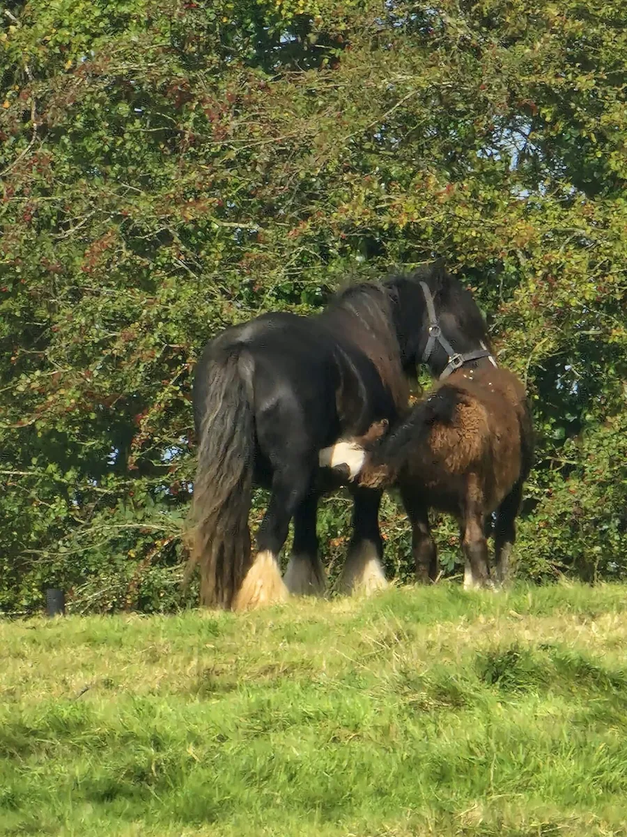 Heavy Cob Mare - Image 4