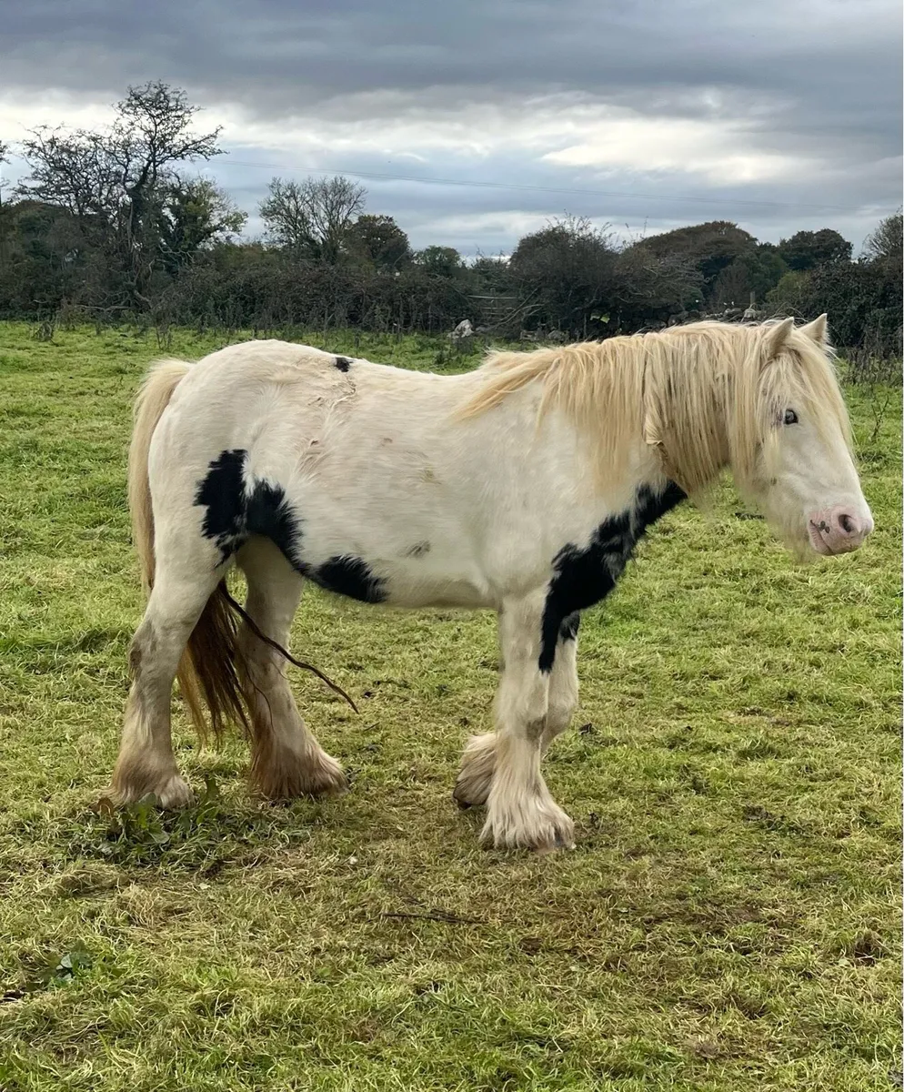 2 Year old Mare - Image 1