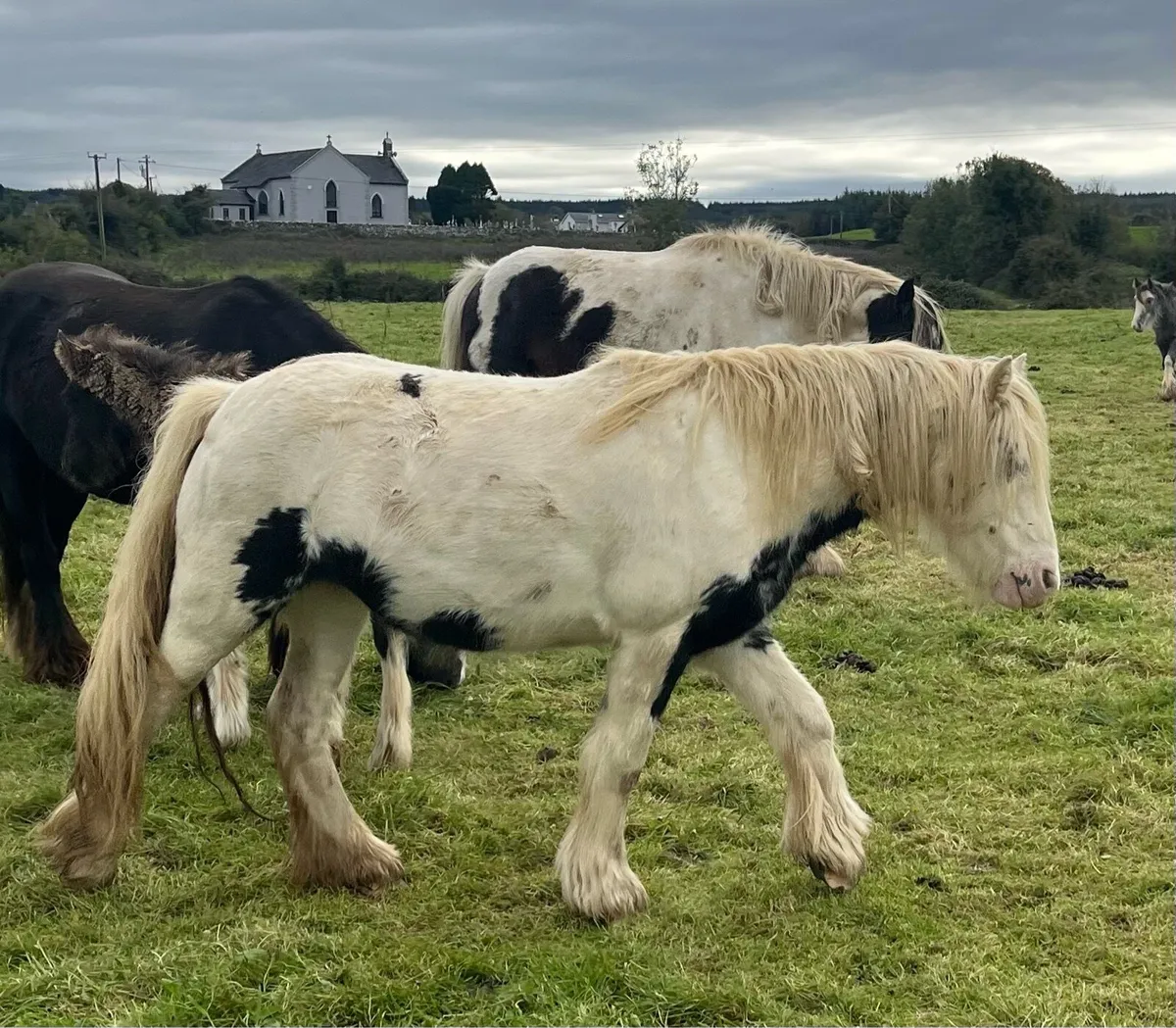 2 Year old Mare - Image 2