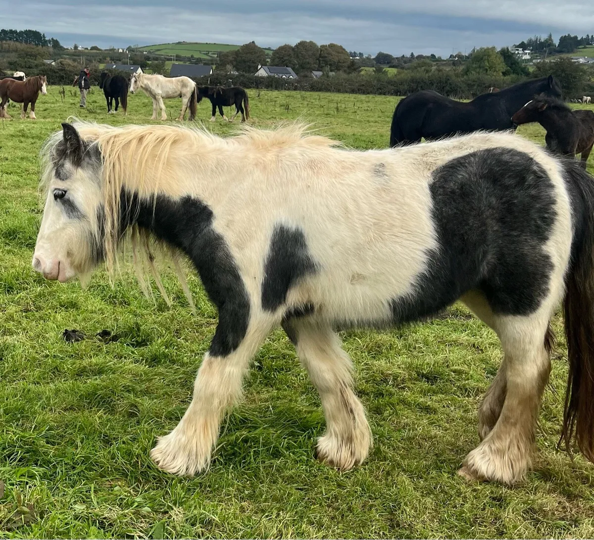 2 Year old Mare - Image 3