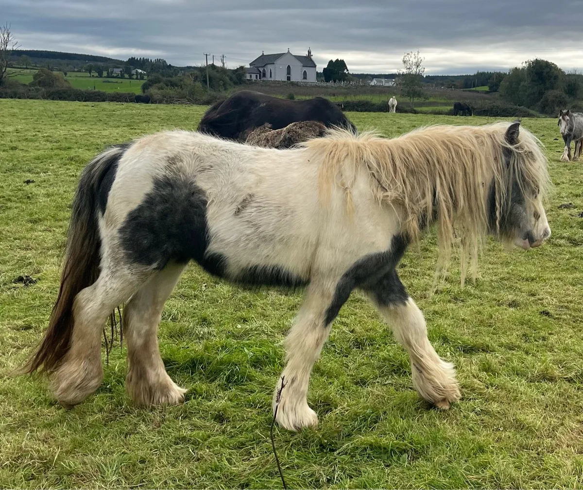 2 Year old Mare - Image 4
