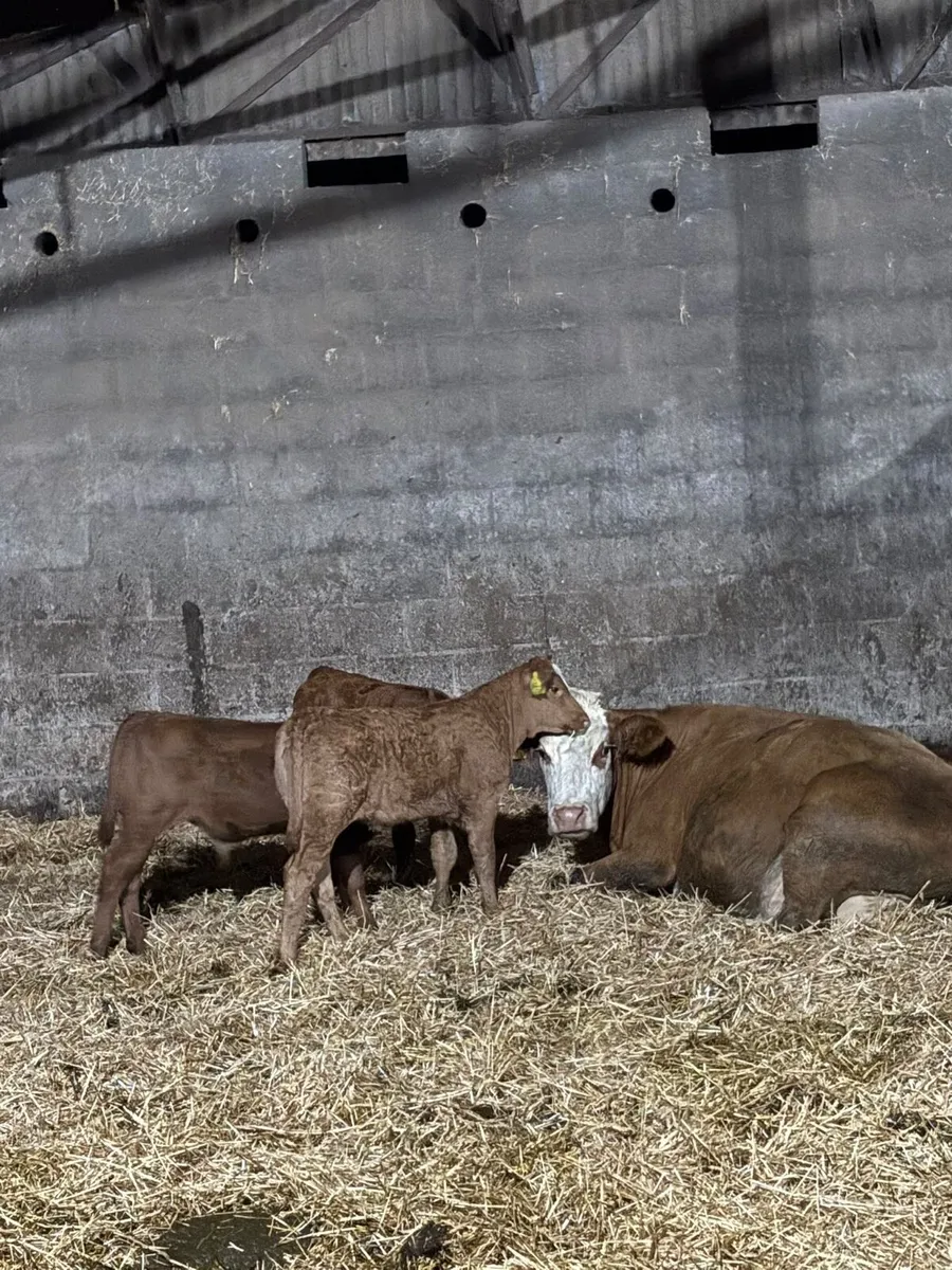 Cows with calves at foot - Image 2