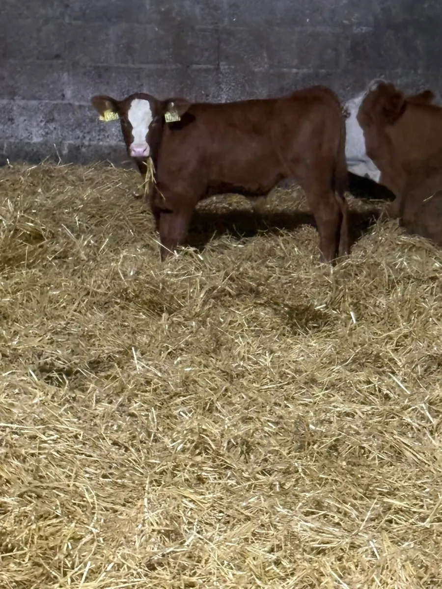 Cows with calves at foot - Image 3