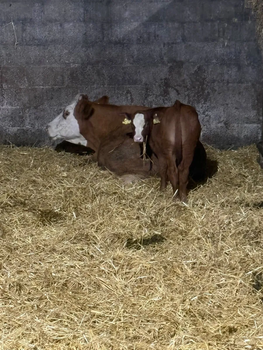 Cows with calves at foot - Image 4