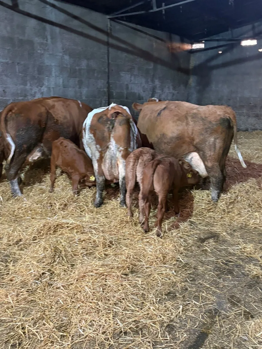 Cows with calves at foot - Image 1