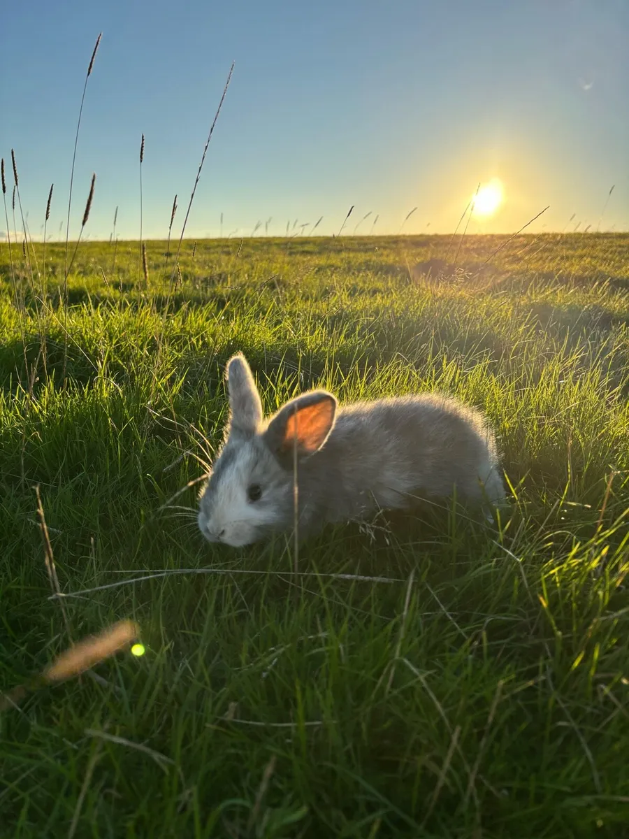 Rabbits and Hutches - Image 3