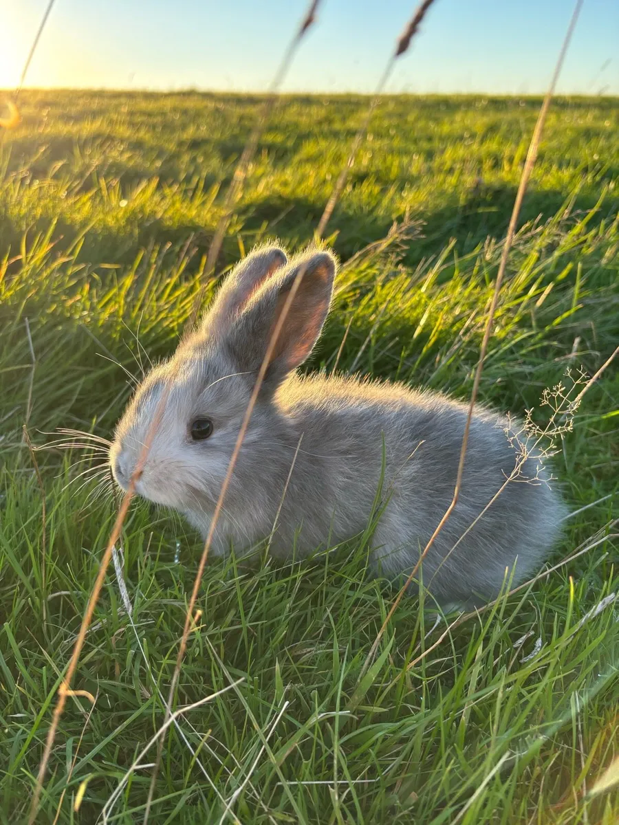 Rabbits and Hutches - Image 4