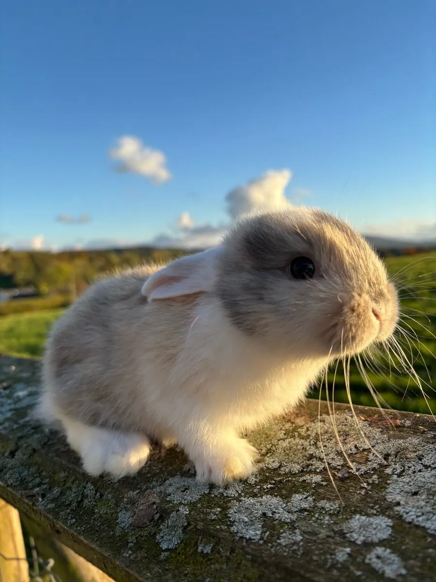 Rabbits and Hutches - Image 1