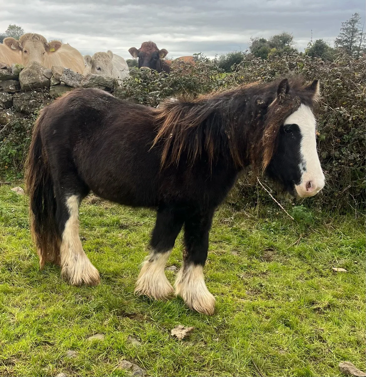 2 year old filly - Image 1