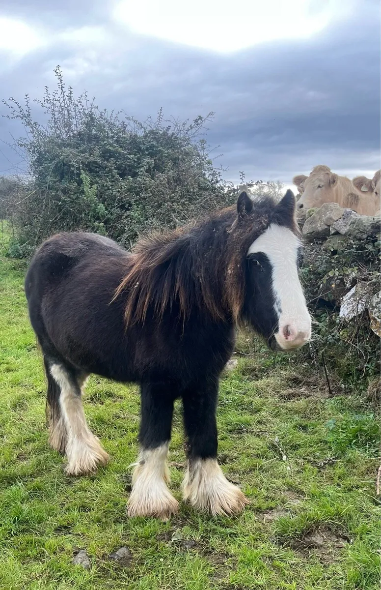 2 year old filly - Image 2