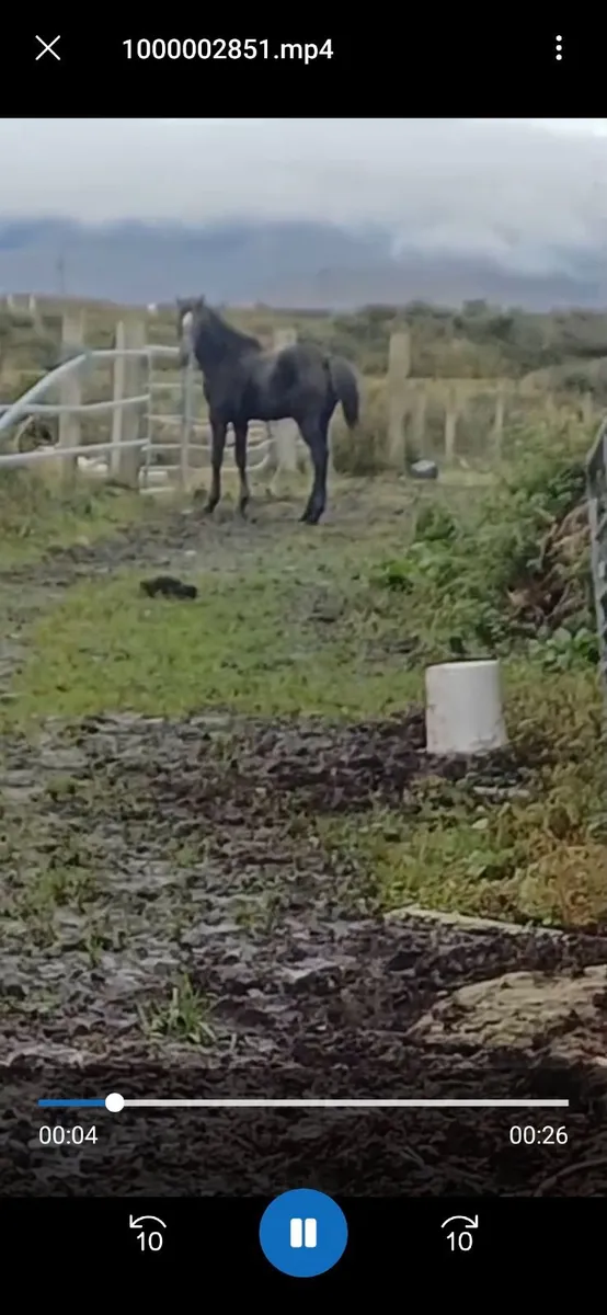 TIH Filly Foal - Image 2