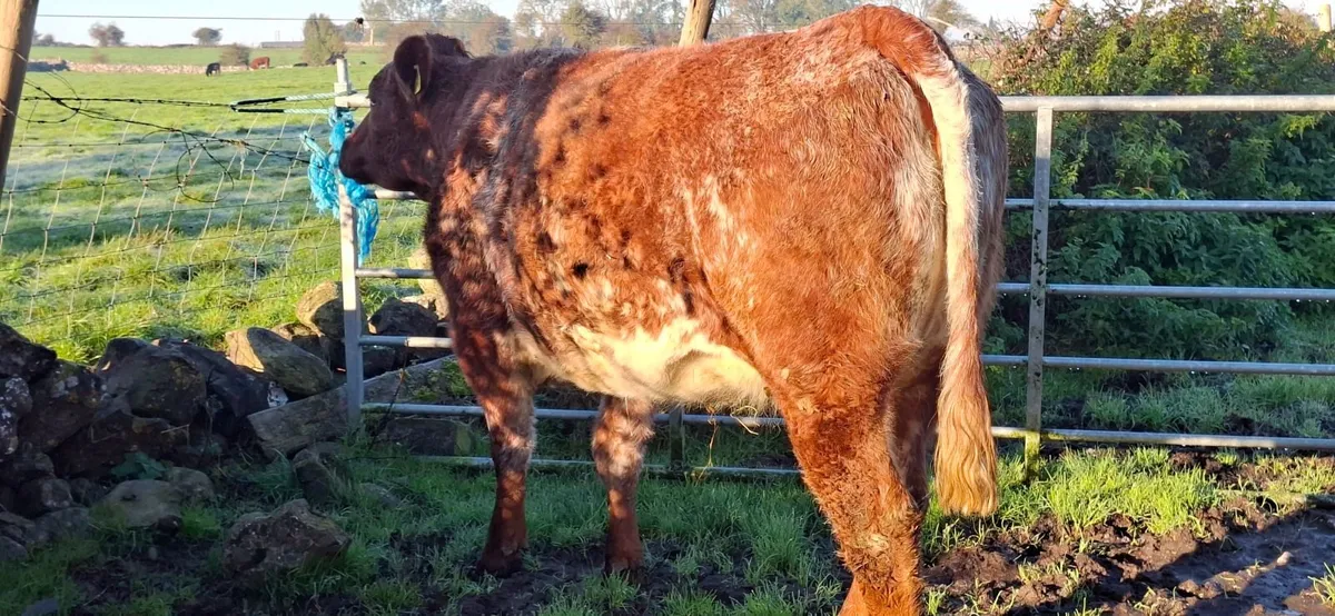 Roan Limousin Shorthorn Springer - Image 1