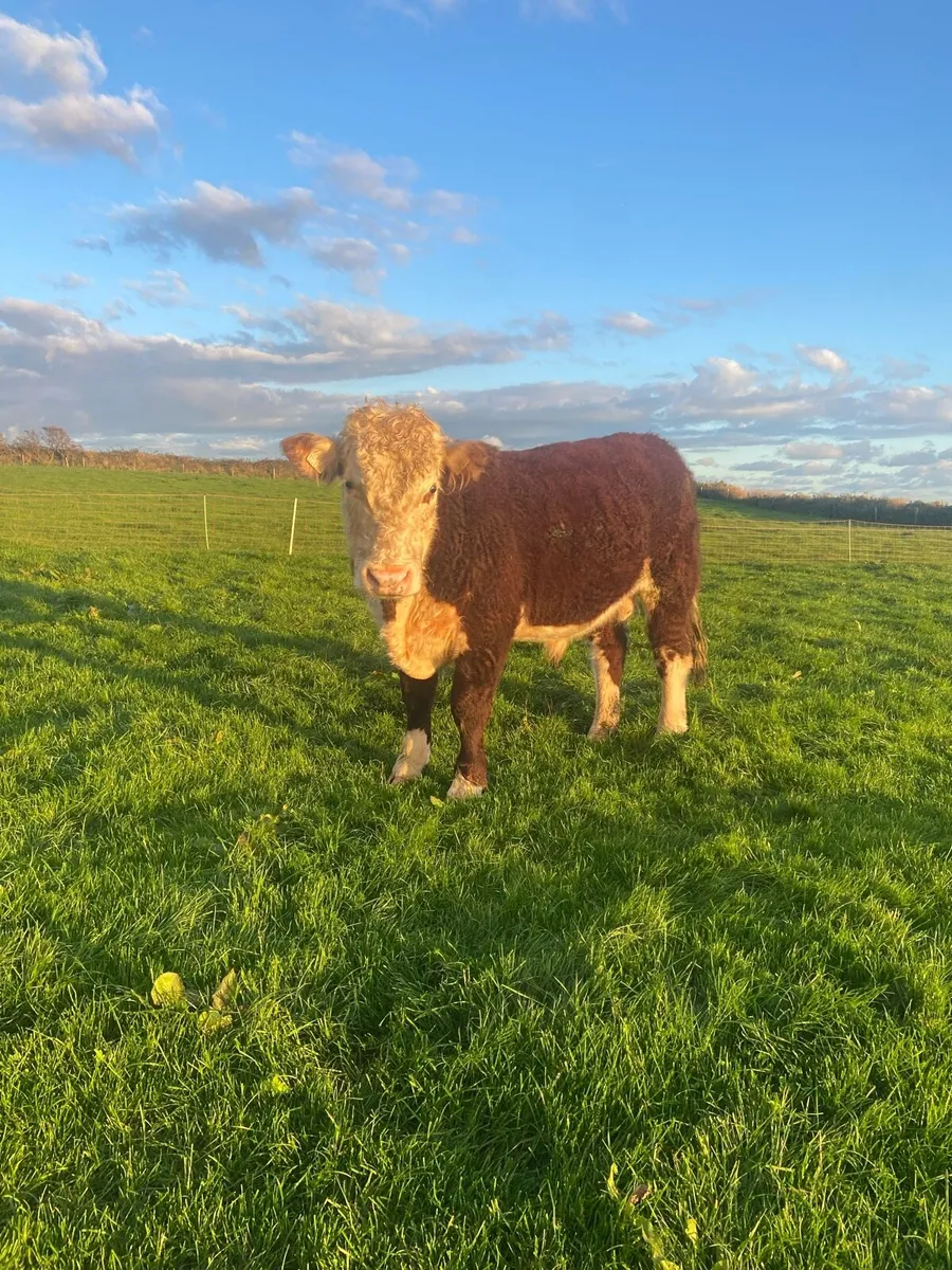 18 M Purebred Herford Bull Proven - Image 1