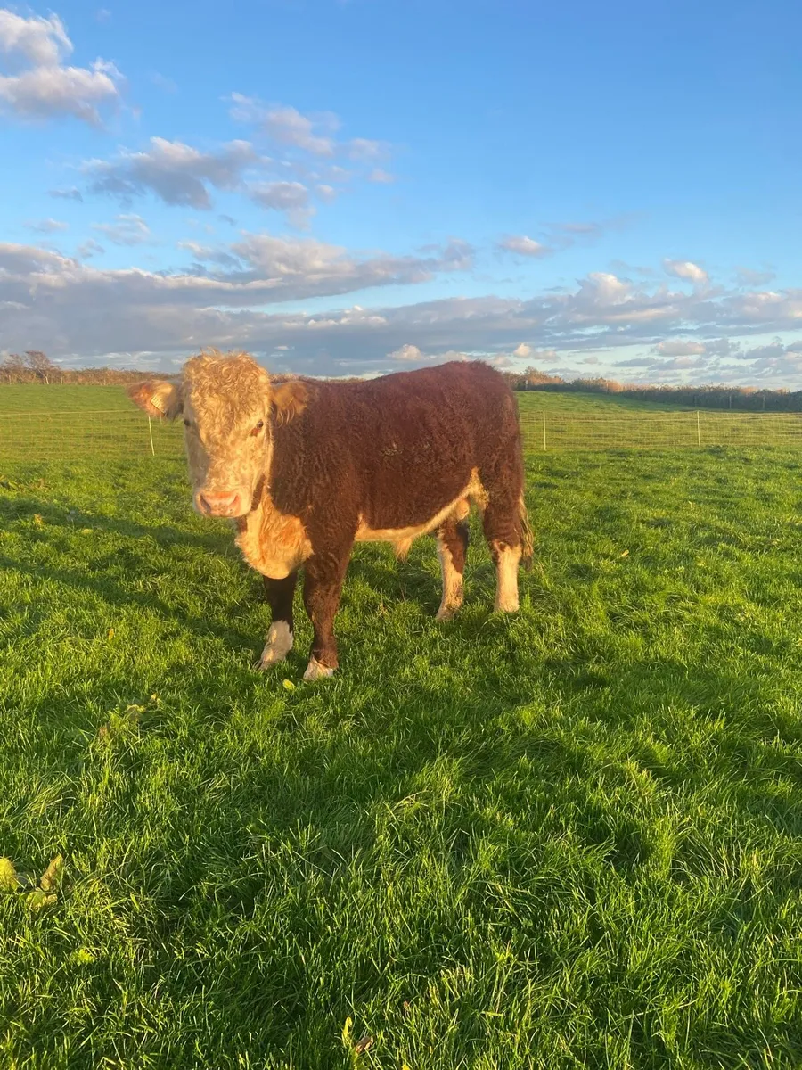 18 M Purebred Herford Bull Proven - Image 2