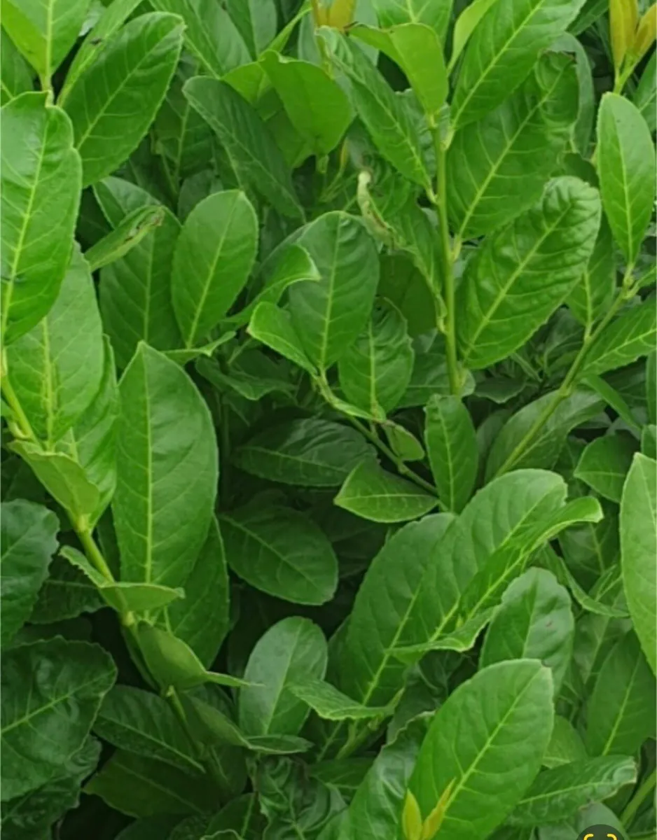Bareroot laurels for sale - Image 1