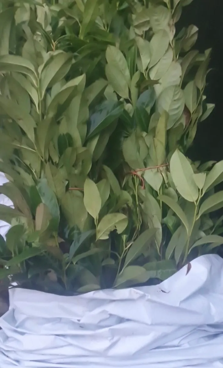 Bareroot laurels for sale - Image 2