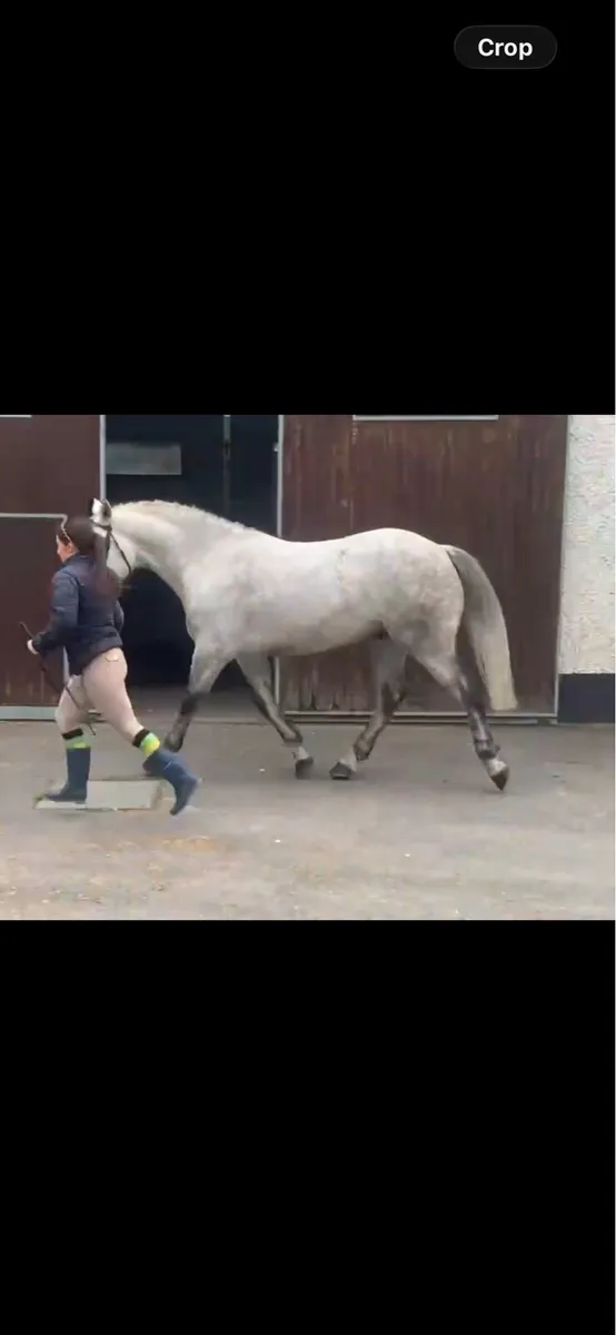 14.2 allrounder Connemara gelding - Image 3
