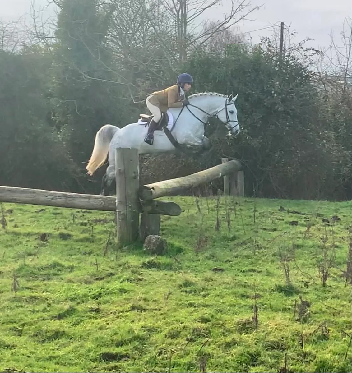 14.2 allrounder Connemara gelding - Image 4