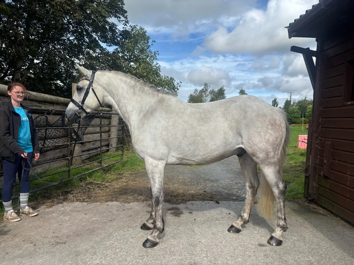 14.2 allrounder Connemara gelding - Image 2