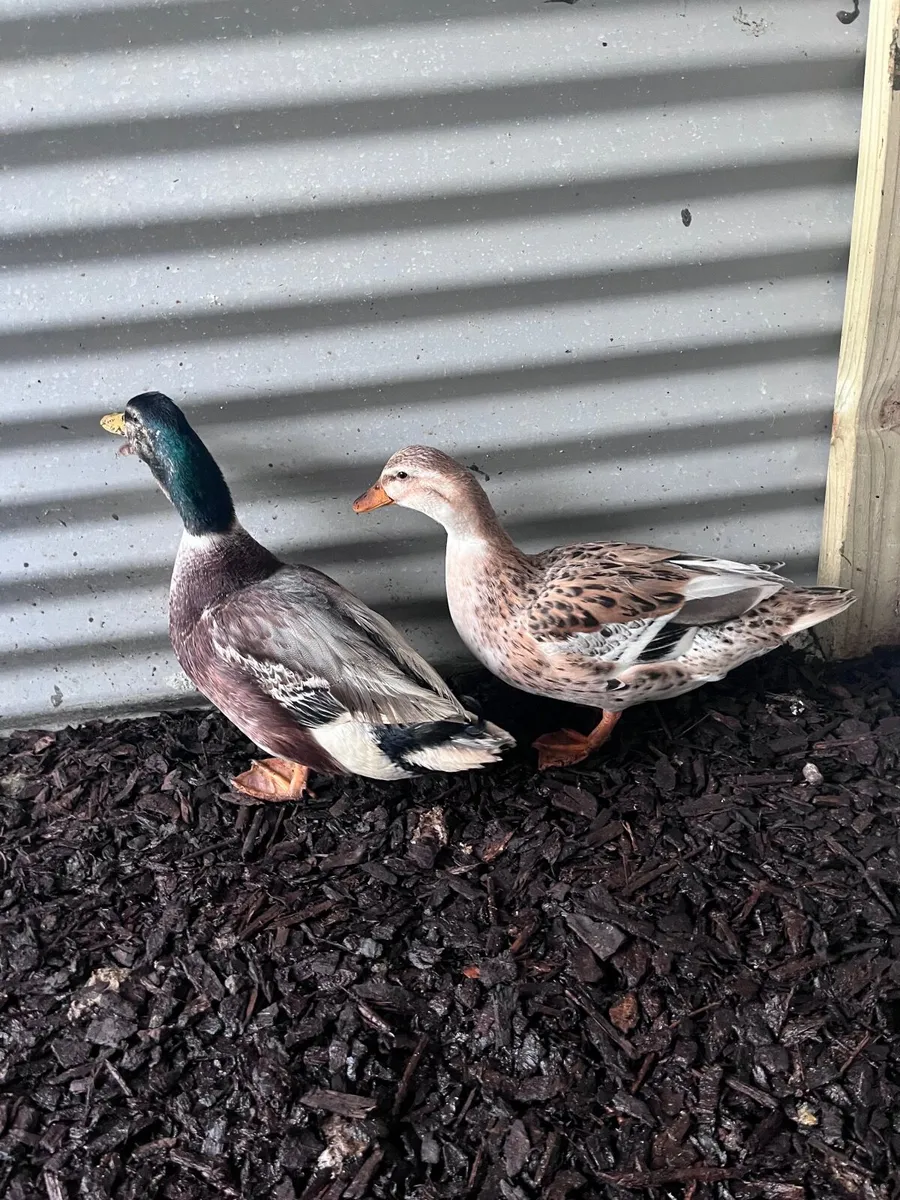 Pair Miniature appleyards - Image 1
