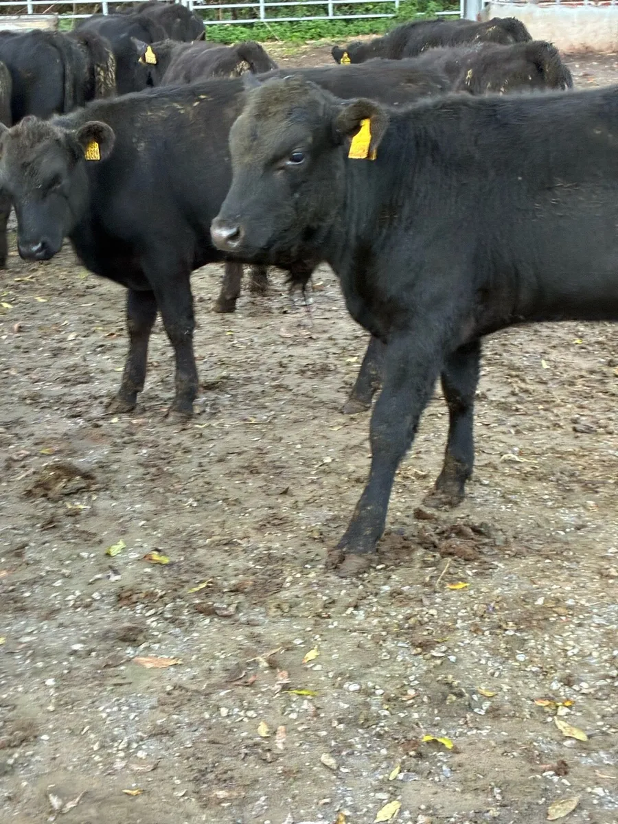 16 SUPER QUALITY GRASS AA BULL WEANLINGS 200KG - Image 2