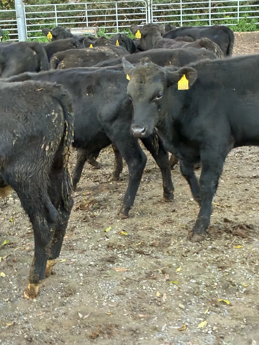 16 SUPER QUALITY GRASS AA BULL WEANLINGS 200KG - Image 3
