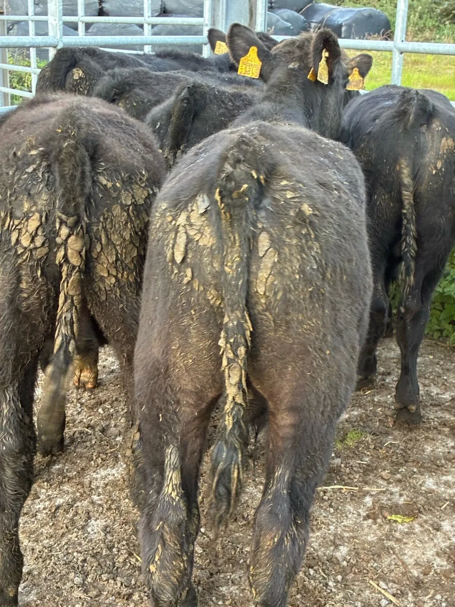 16 SUPER QUALITY GRASS AA BULL WEANLINGS 200KG - Image 4
