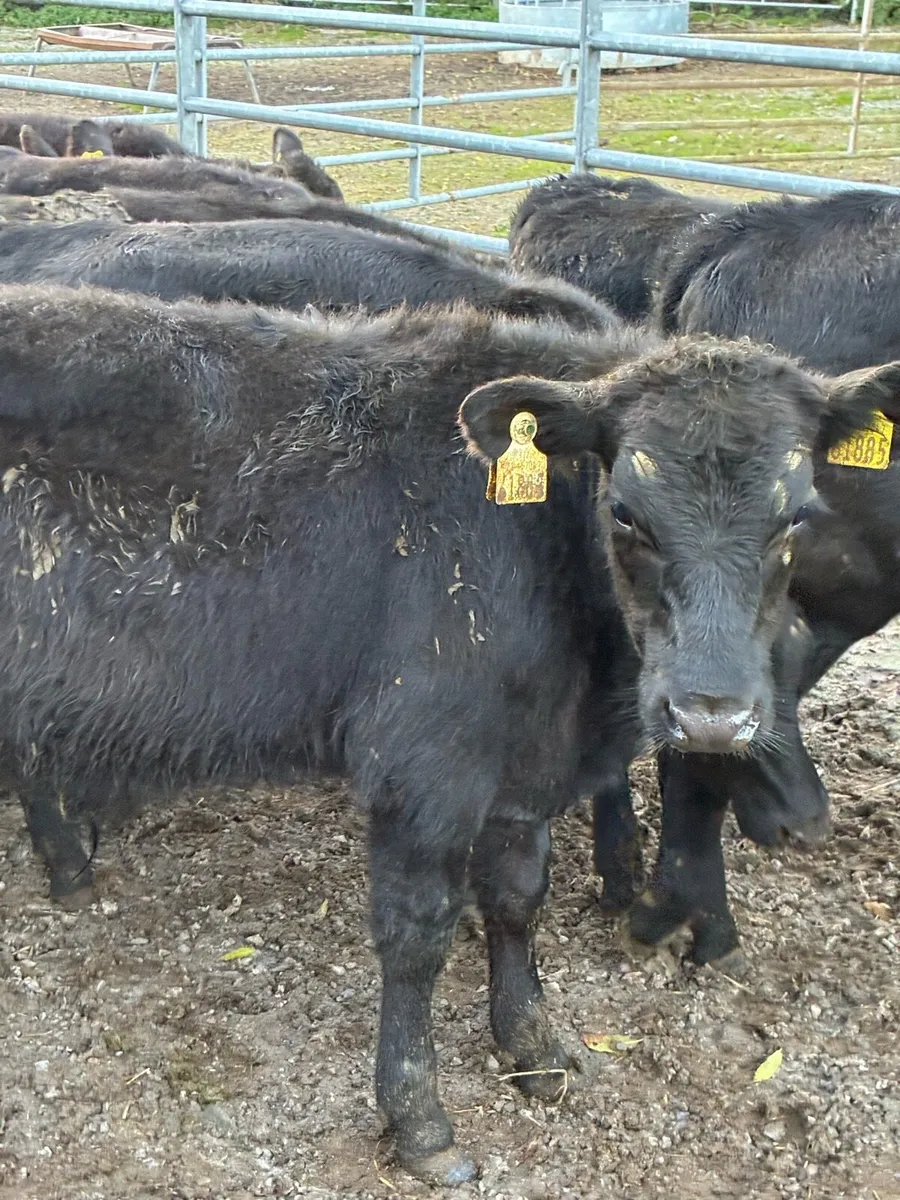 16 SUPER QUALITY GRASS AA BULL WEANLINGS 200KG - Image 1