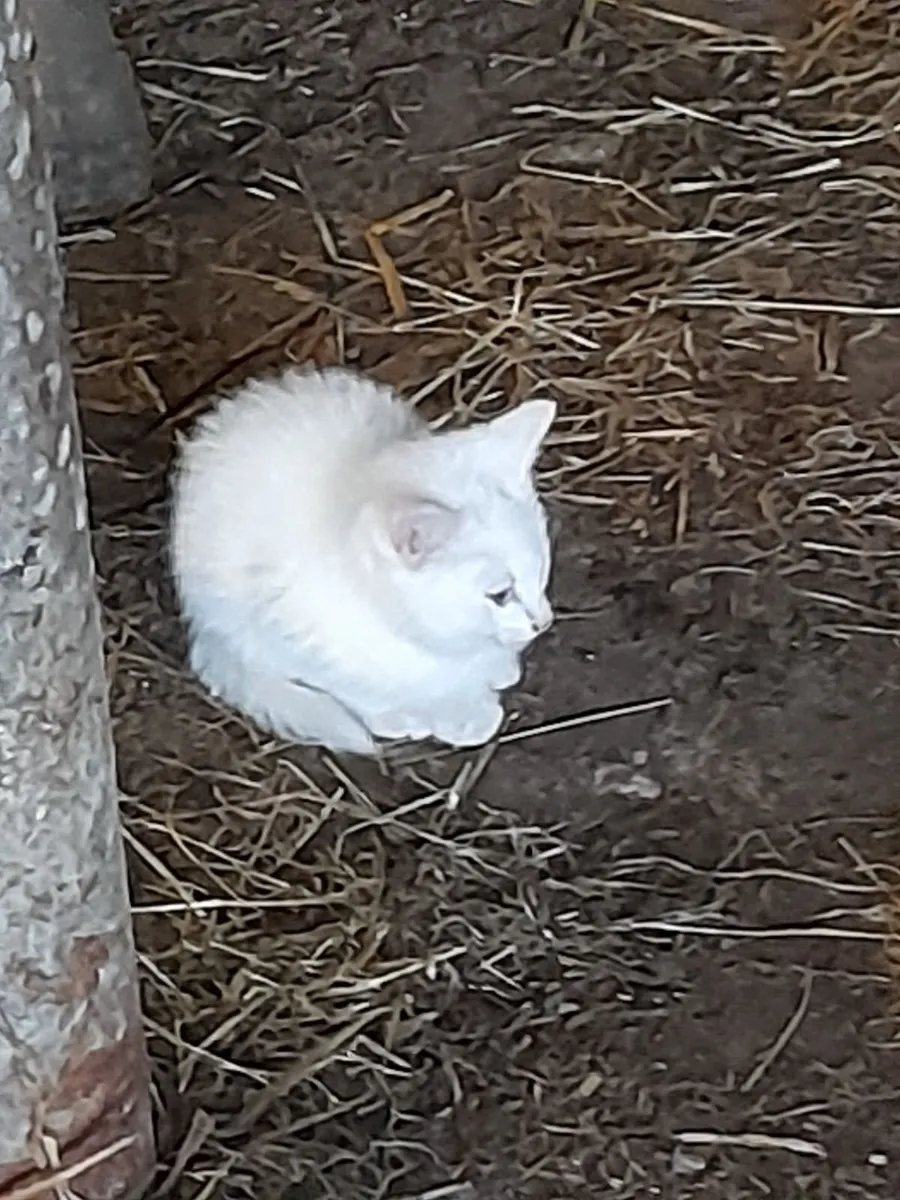 2 white kittens - Image 1