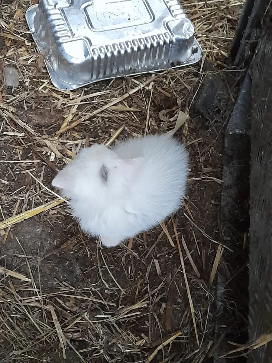 2 white kittens - Image 2