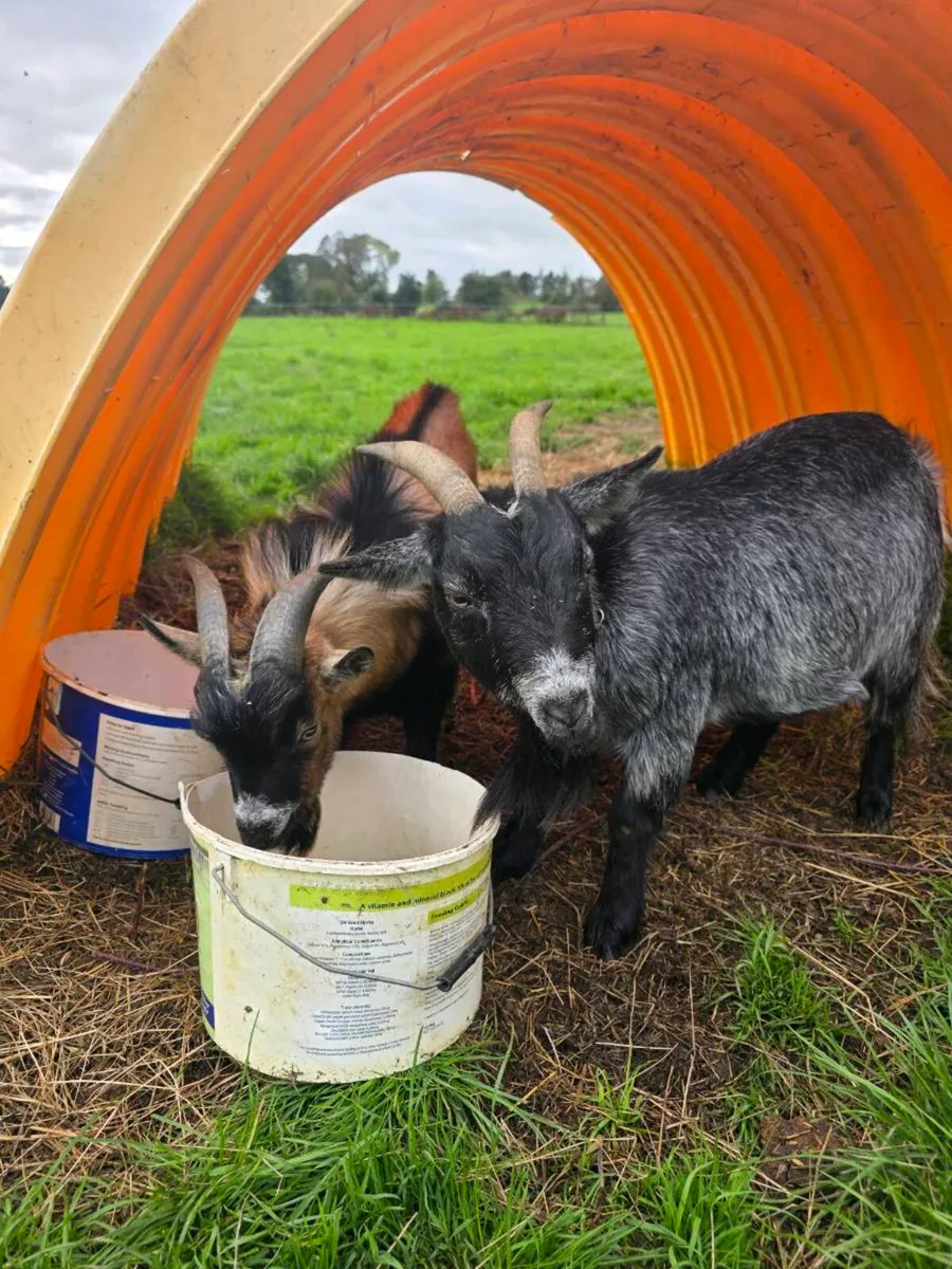 Pygmy goats - Image 1