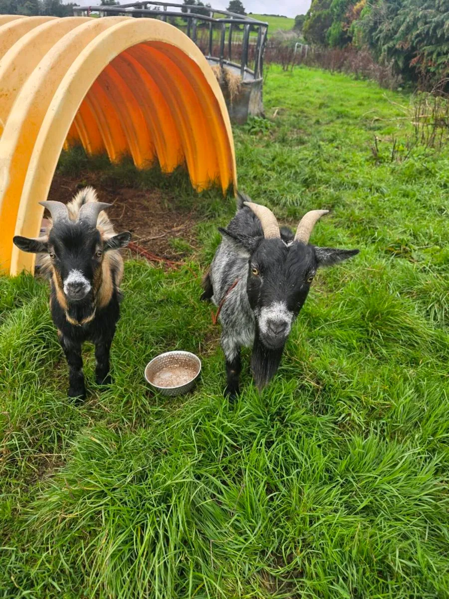 Pygmy goats - Image 2