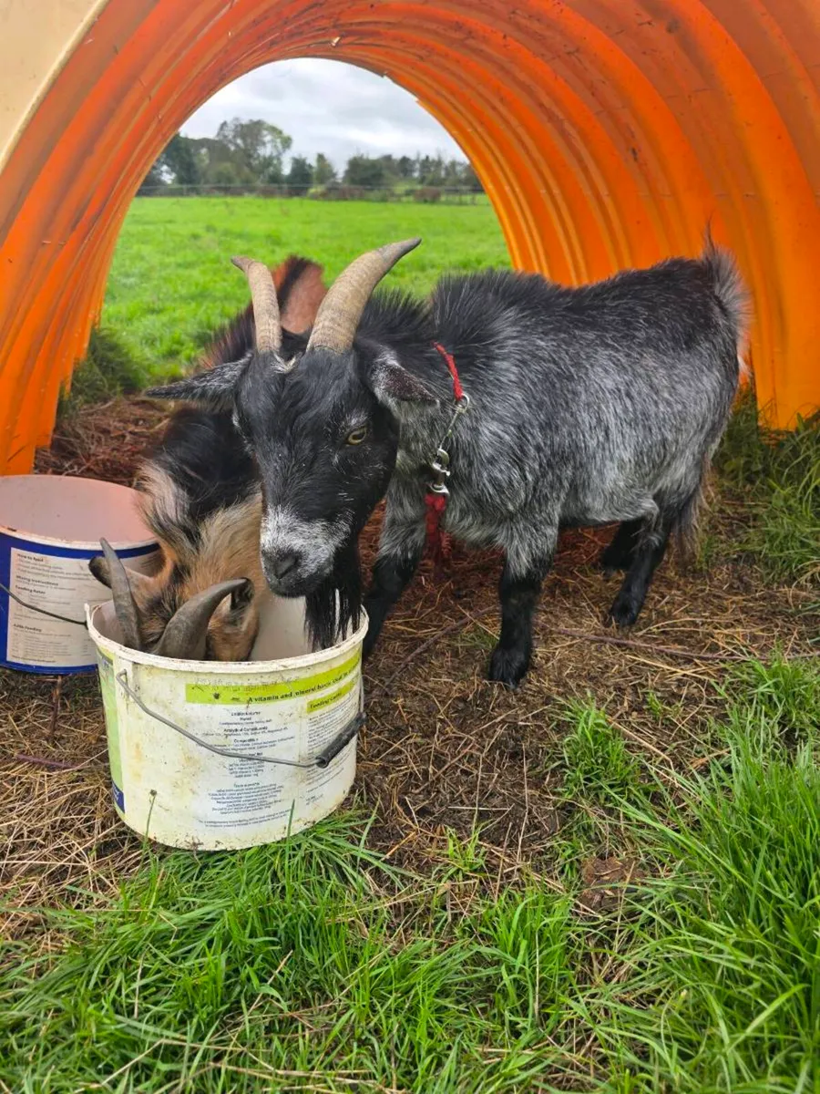 Pygmy goats - Image 4