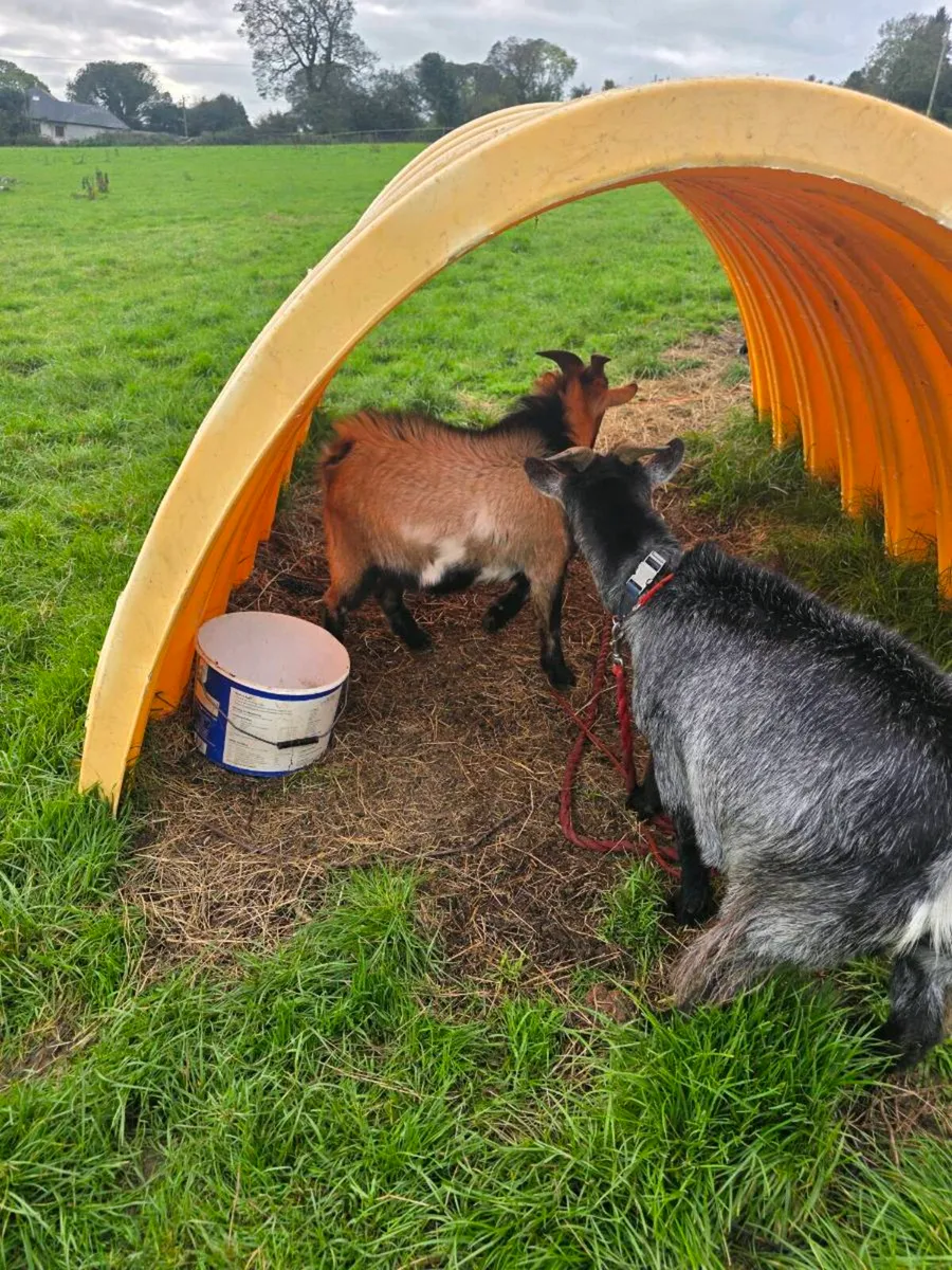 Pygmy goats - Image 3
