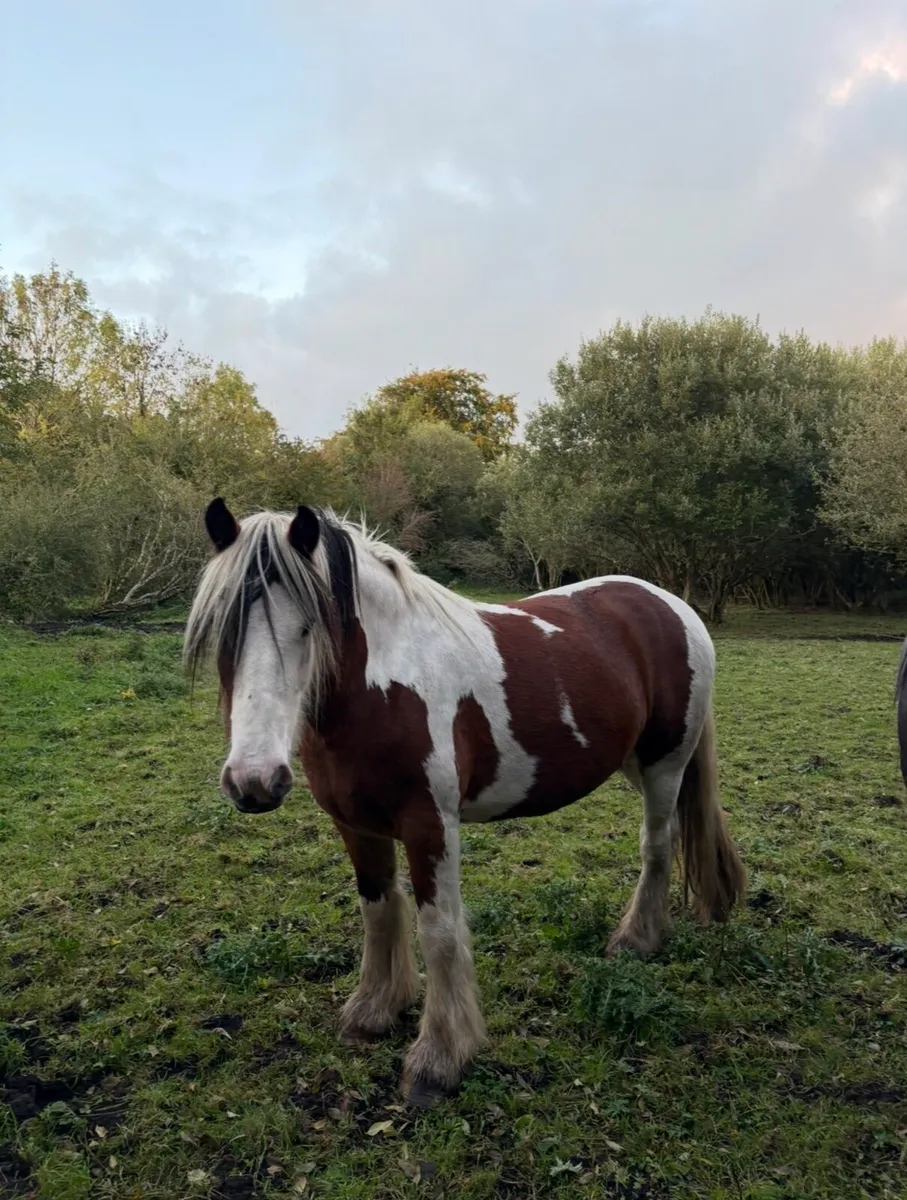 Horse - Image 1