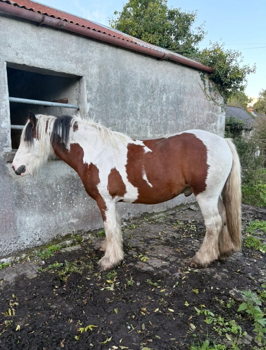 Horse - Image 3