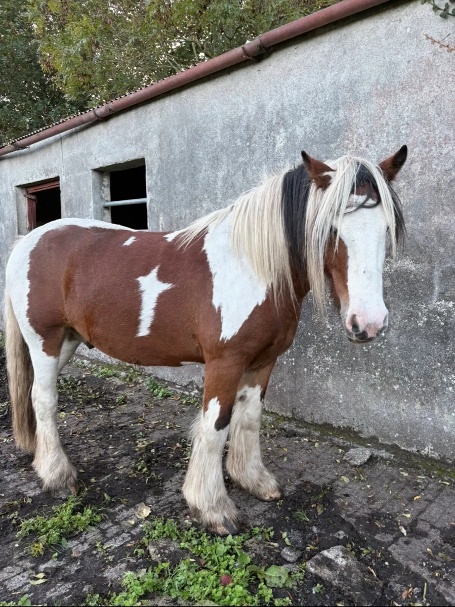 Horse - Image 4