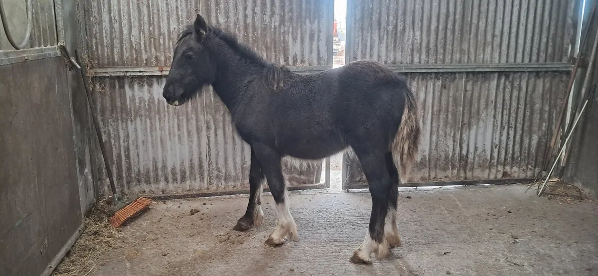 Foal - Image 1