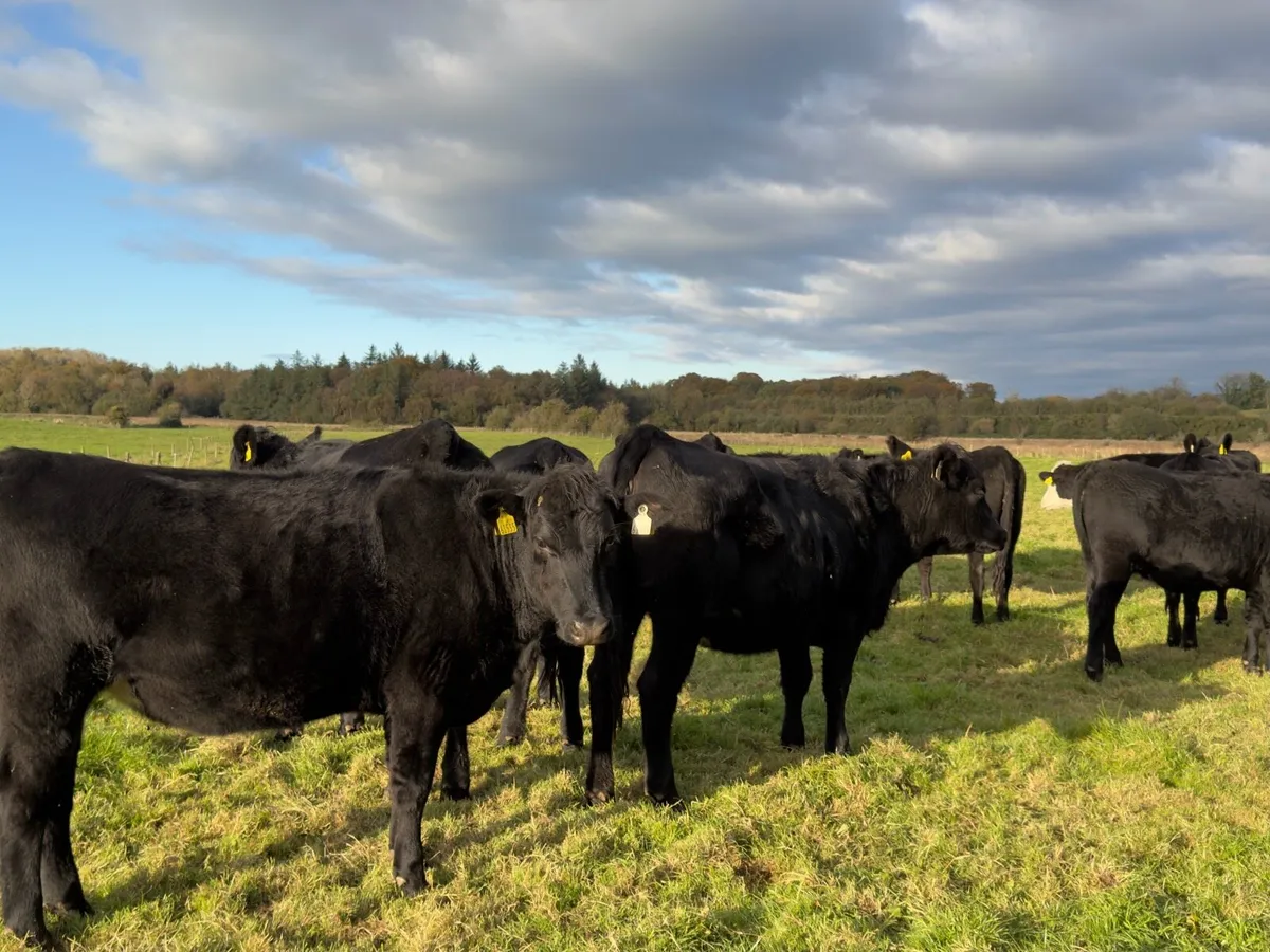 ⚫️14 Aberdeen Angus Heifer⚫️ - Image 3
