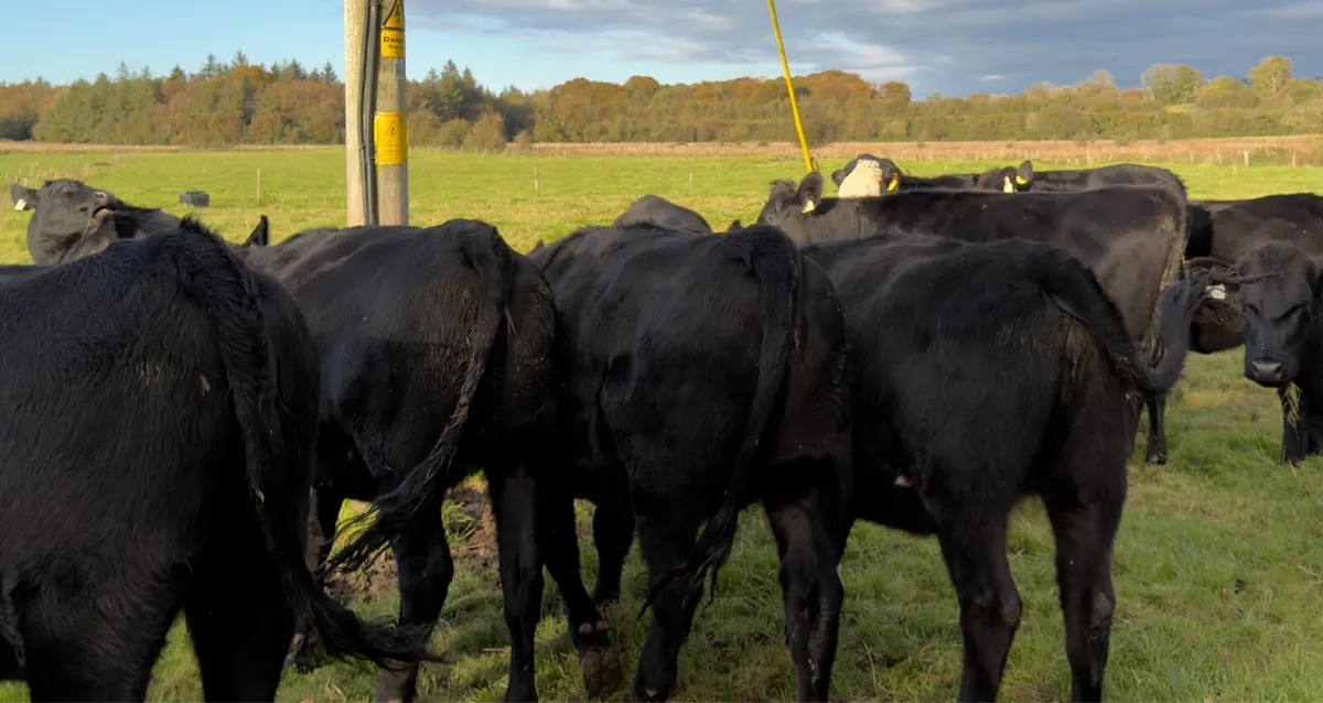 ⚫️14 Aberdeen Angus Heifer⚫️ - Image 4