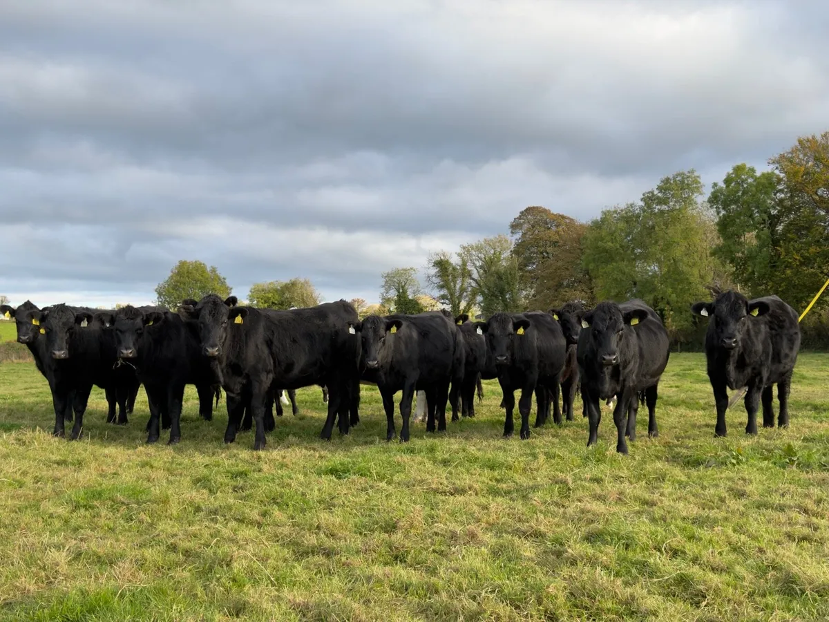 ⚫️14 Aberdeen Angus Heifer⚫️ - Image 1
