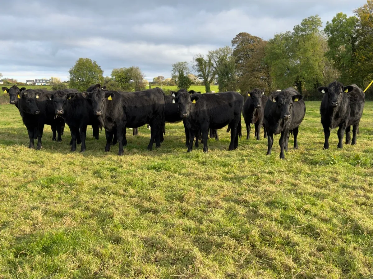 ⚫️14 Aberdeen Angus Heifer⚫️ - Image 2