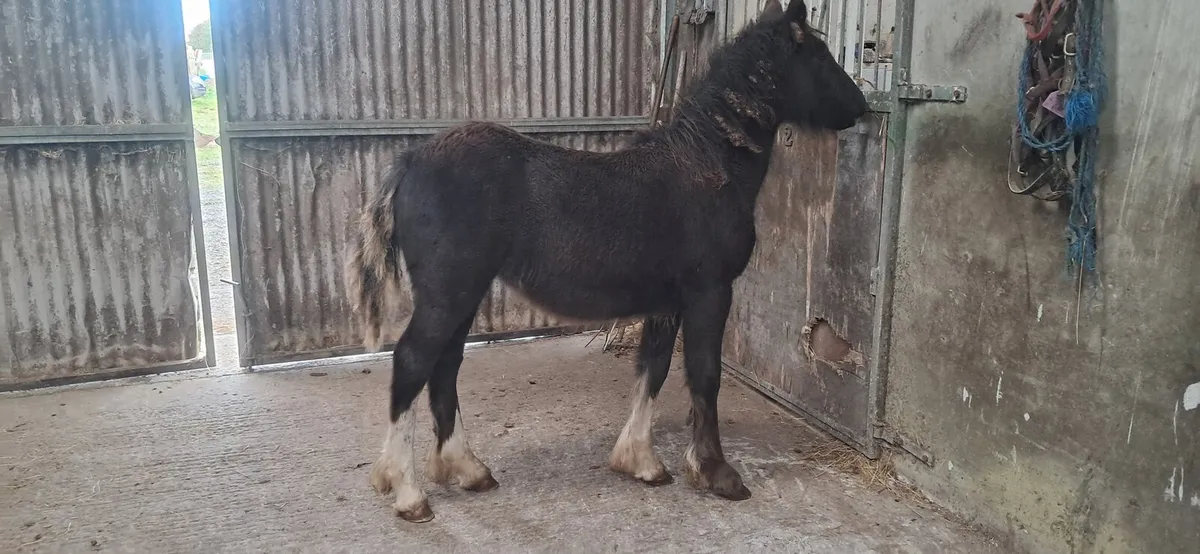 Foal - Image 2
