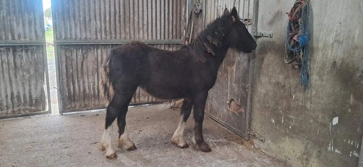 Foal - Image 3
